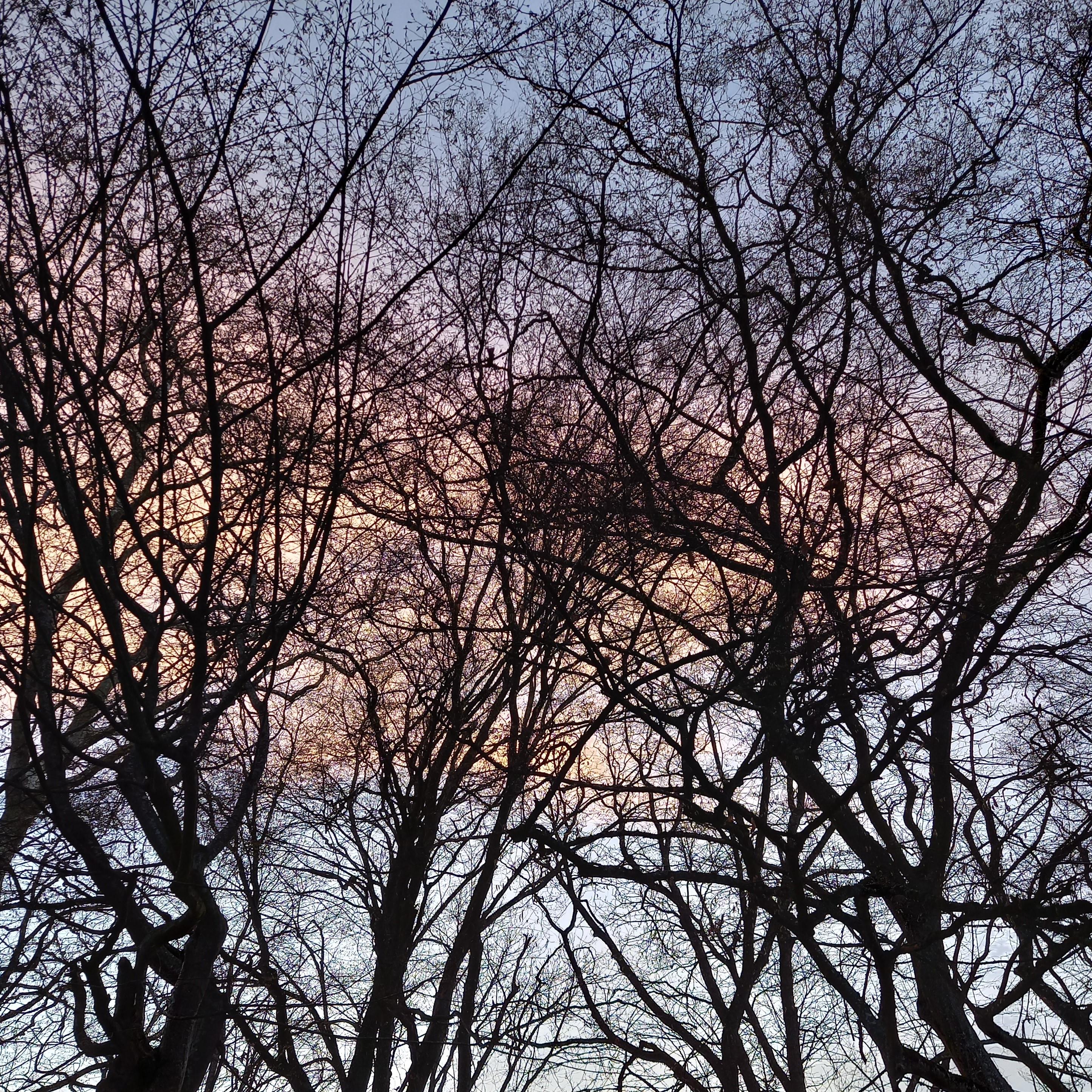 Au lever du soleil arbres