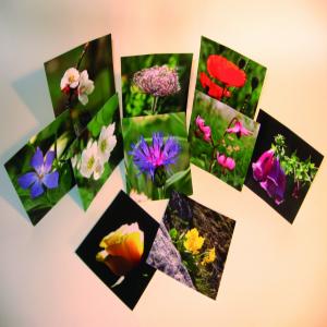  Cartes postales "Fleurs"