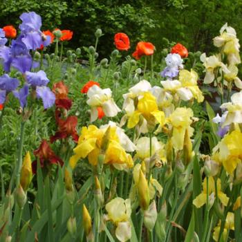 Prier avec "le Notre Père" à partir du livre du Groupe des Dombes.