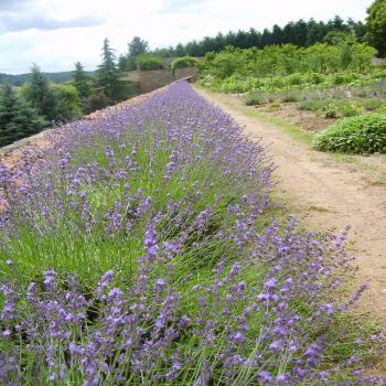Prier le "Notre Père" à partir du livre du Groupe des Dombes (2)