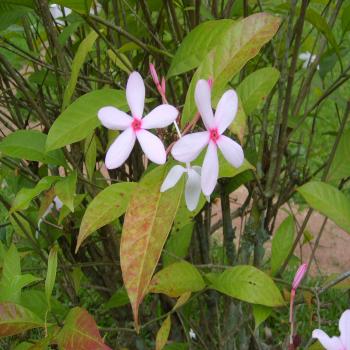 Prier le "Notre Père" à partir du livre du Groupe des Dombes (2)