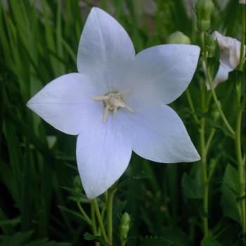 Laudato Si, une parole d’espérance