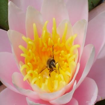 Prier le "Notre Père" à partir du livre du Groupe des Dombes (3)