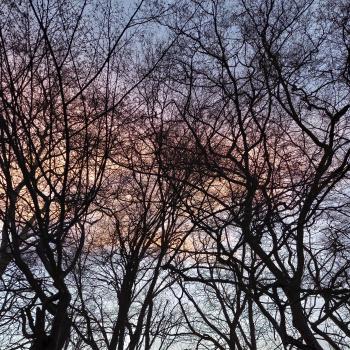 Arbres au matin de printemps Arbres au matin