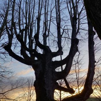 tilleul abbaye de pradines