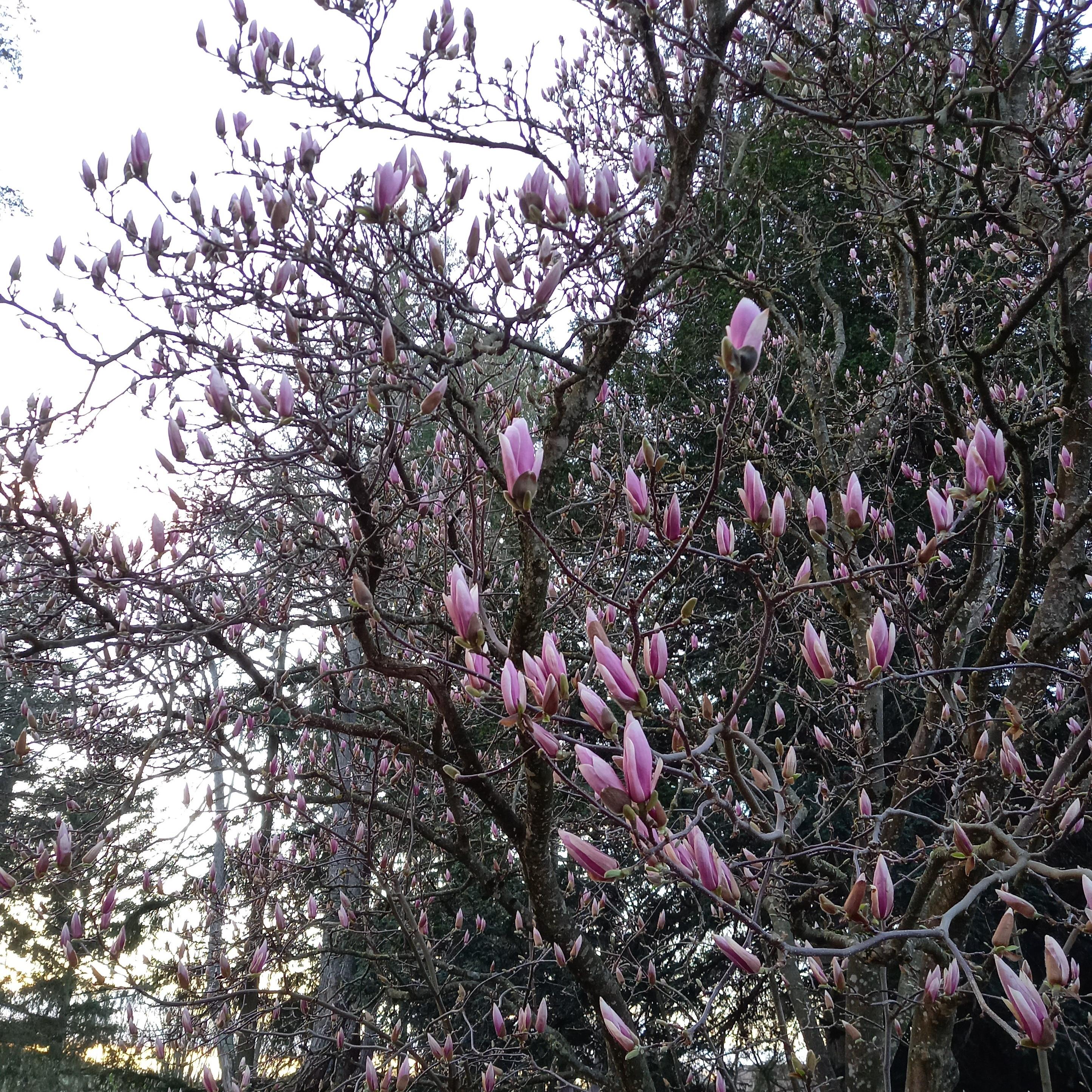 Magnolia parc Abbaye Pradines