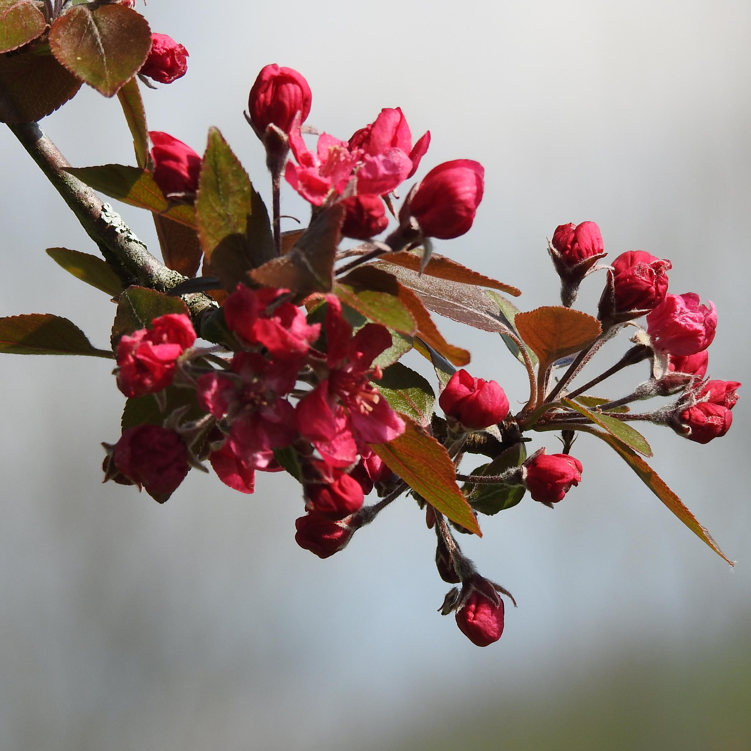 fleurs pradines