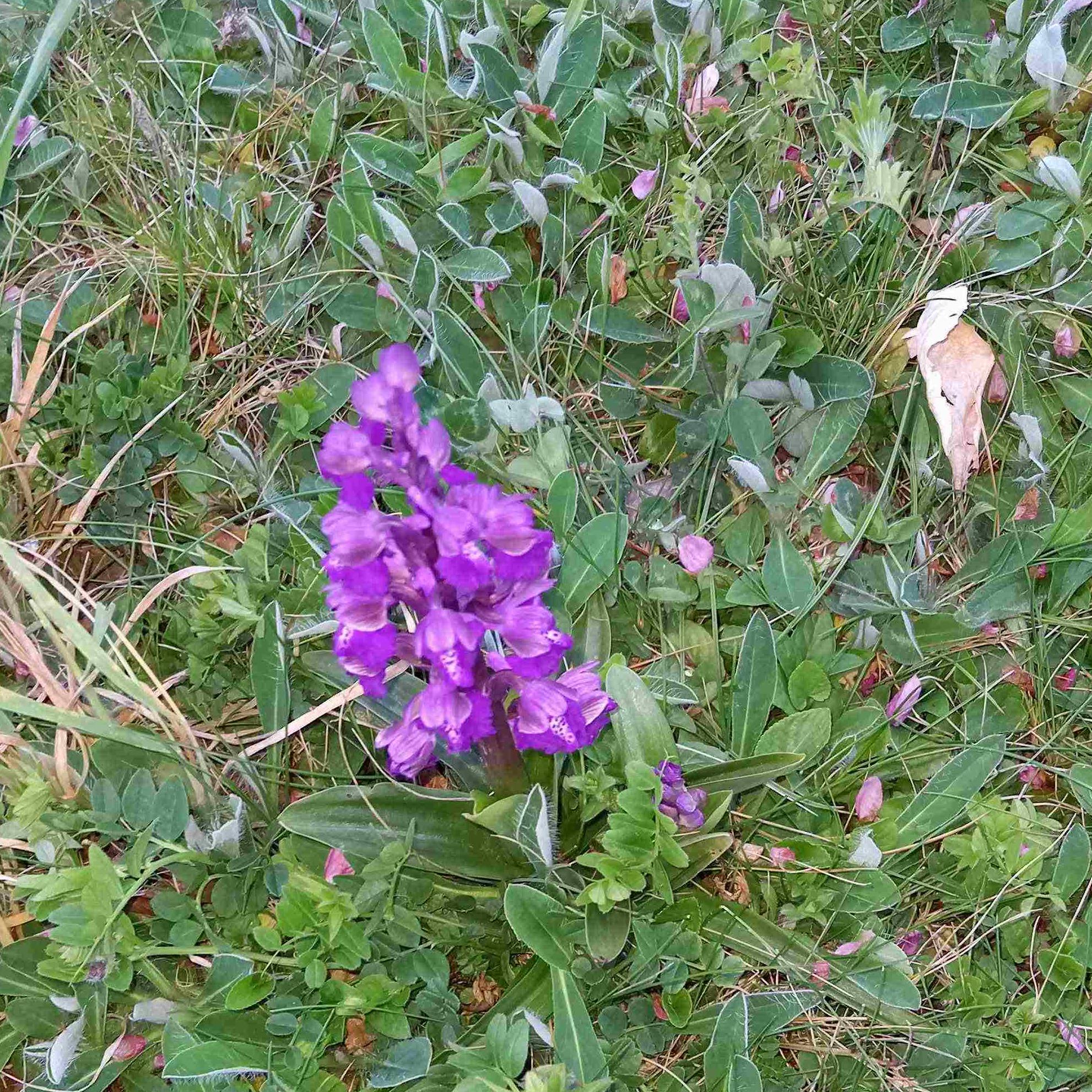 orchidee pradines
